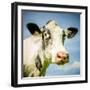 Close Up of Cow's Face-Mark Gemmell-Framed Photographic Print