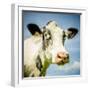 Close Up of Cow's Face-Mark Gemmell-Framed Photographic Print