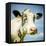 Close Up of Cow's Face-Mark Gemmell-Framed Stretched Canvas