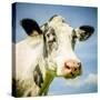 Close Up of Cow's Face-Mark Gemmell-Stretched Canvas