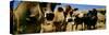 Close Up of Cows, California, USA-null-Stretched Canvas
