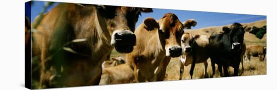 Close Up of Cows, California, USA-null-Stretched Canvas