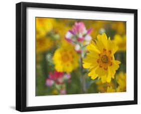 Close-Up of Crown Tickseed, Texas, Usa-Julie Eggers-Framed Photographic Print