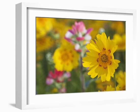 Close-Up of Crown Tickseed, Texas, Usa-Julie Eggers-Framed Photographic Print