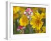 Close-Up of Crown Tickseed, Texas, Usa-Julie Eggers-Framed Photographic Print