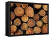 Close-Up of Cut Logs in a Timber Pile, Hassness Wood, Lake District, Cumbria, England, UK-Neale Clarke-Framed Stretched Canvas