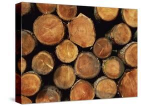 Close-Up of Cut Logs in a Timber Pile, Hassness Wood, Lake District, Cumbria, England, UK-Neale Clarke-Stretched Canvas