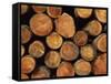 Close-Up of Cut Logs in a Timber Pile, Hassness Wood, Lake District, Cumbria, England, UK-Neale Clarke-Framed Stretched Canvas