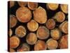 Close-Up of Cut Logs in a Timber Pile, Hassness Wood, Lake District, Cumbria, England, UK-Neale Clarke-Stretched Canvas