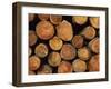 Close-Up of Cut Logs in a Timber Pile, Hassness Wood, Lake District, Cumbria, England, UK-Neale Clarke-Framed Photographic Print