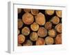 Close-Up of Cut Logs in a Timber Pile, Hassness Wood, Lake District, Cumbria, England, UK-Neale Clarke-Framed Photographic Print