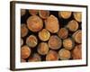 Close-Up of Cut Logs in a Timber Pile, Hassness Wood, Lake District, Cumbria, England, UK-Neale Clarke-Framed Photographic Print