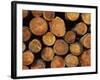 Close-Up of Cut Logs in a Timber Pile, Hassness Wood, Lake District, Cumbria, England, UK-Neale Clarke-Framed Photographic Print