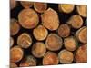 Close-Up of Cut Logs in a Timber Pile, Hassness Wood, Lake District, Cumbria, England, UK-Neale Clarke-Mounted Photographic Print