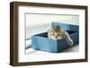 Close up of Cute Lazy Tabby Persian Kitten Lying in Blue Paper Box in the Morning.-ANUCHA PONGPATIMETH-Framed Photographic Print