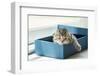 Close up of Cute Lazy Tabby Persian Kitten Lying in Blue Paper Box in the Morning.-ANUCHA PONGPATIMETH-Framed Photographic Print