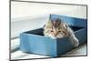 Close up of Cute Lazy Tabby Persian Kitten Lying in Blue Paper Box in the Morning.-ANUCHA PONGPATIMETH-Mounted Photographic Print