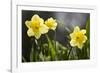 Close-up of daffodils, Hope, Knox County, Maine, USA-Panoramic Images-Framed Photographic Print