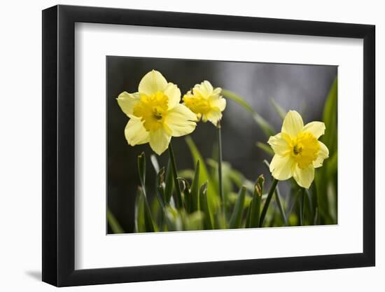 Close-up of daffodils, Hope, Knox County, Maine, USA-Panoramic Images-Framed Photographic Print