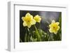 Close-up of daffodils, Hope, Knox County, Maine, USA-Panoramic Images-Framed Photographic Print