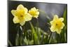 Close-up of daffodils, Hope, Knox County, Maine, USA-Panoramic Images-Mounted Photographic Print