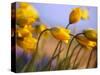 Close-up of daffodils-Craig Tuttle-Stretched Canvas