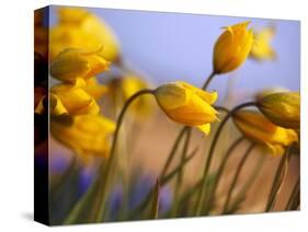 Close-up of daffodils-Craig Tuttle-Stretched Canvas