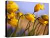 Close-up of daffodils-Craig Tuttle-Stretched Canvas