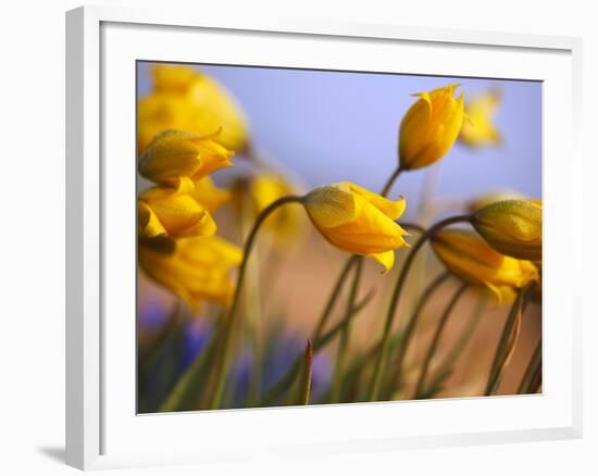 Close-up of daffodils-Craig Tuttle-Framed Photographic Print