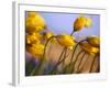 Close-up of daffodils-Craig Tuttle-Framed Photographic Print