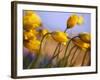 Close-up of daffodils-Craig Tuttle-Framed Photographic Print