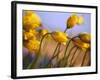 Close-up of daffodils-Craig Tuttle-Framed Photographic Print