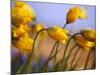 Close-up of daffodils-Craig Tuttle-Mounted Photographic Print