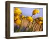 Close-up of daffodils-Craig Tuttle-Framed Photographic Print