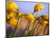 Close-up of daffodils-Craig Tuttle-Mounted Photographic Print