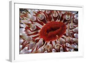 Close-Up of Dahlia Anemone (Urticina Felina - Tealia Felina, Berwickshire, Scotland, August-Linda Pitkin-Framed Photographic Print