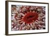 Close-Up of Dahlia Anemone (Urticina Felina - Tealia Felina, Berwickshire, Scotland, August-Linda Pitkin-Framed Photographic Print