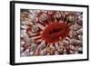 Close-Up of Dahlia Anemone (Urticina Felina - Tealia Felina, Berwickshire, Scotland, August-Linda Pitkin-Framed Photographic Print