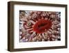 Close-Up of Dahlia Anemone (Urticina Felina - Tealia Felina, Berwickshire, Scotland, August-Linda Pitkin-Framed Photographic Print