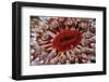 Close-Up of Dahlia Anemone (Urticina Felina - Tealia Felina, Berwickshire, Scotland, August-Linda Pitkin-Framed Photographic Print