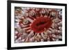 Close-Up of Dahlia Anemone (Urticina Felina - Tealia Felina, Berwickshire, Scotland, August-Linda Pitkin-Framed Photographic Print