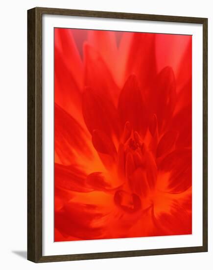 Close-up of Dahlia Flower-Janell Davidson-Framed Premium Photographic Print