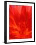 Close-up of Dahlia Flower-Janell Davidson-Framed Premium Photographic Print