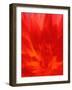 Close-up of Dahlia Flower-Janell Davidson-Framed Photographic Print