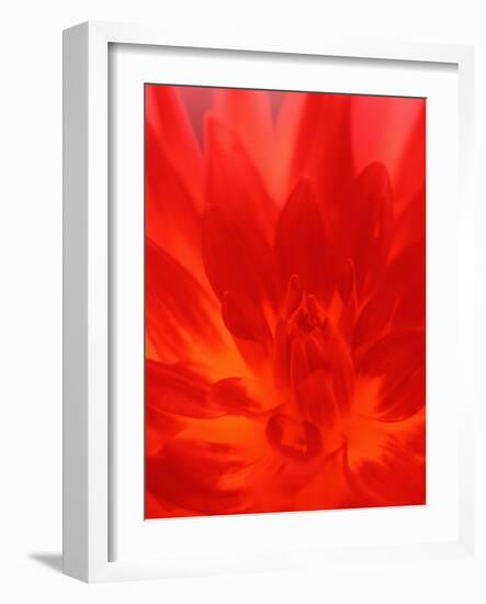 Close-up of Dahlia Flower-Janell Davidson-Framed Photographic Print