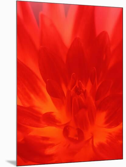 Close-up of Dahlia Flower-Janell Davidson-Mounted Photographic Print