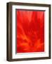 Close-up of Dahlia Flower-Janell Davidson-Framed Photographic Print