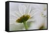 Close-up of Daisy Flower, New Brunswick, Canada-Ellen Anon-Framed Stretched Canvas