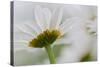 Close-up of Daisy Flower, New Brunswick, Canada-Ellen Anon-Stretched Canvas