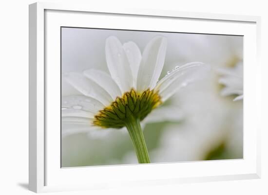 Close-up of Daisy Flower, New Brunswick, Canada-Ellen Anon-Framed Photographic Print